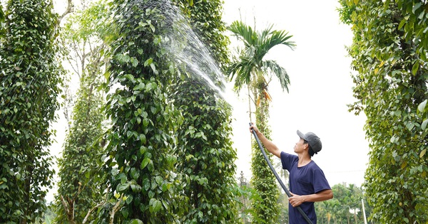 Trồng cây ra quả ngon, nuôi gà ra gà thơm thịt, ông nông dân Quảng Nam thu nửa tỷ/năm 1 dsc00080 16944998476281194599594 112 0 1159 2000 crop 16945000629901993676169