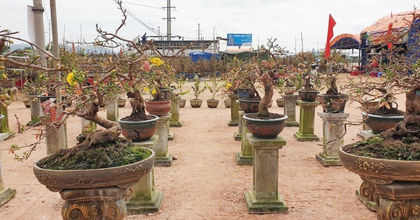 mai vang hue 1692610122332714622406 35 0 412 720 crop 16926102850201279888390