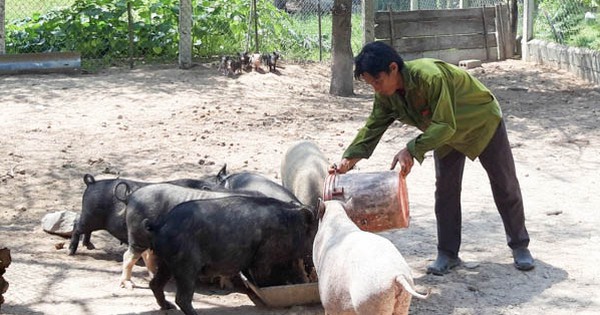 Gần như cả làng ở Ninh Thuận đang khá giả hẳn lên vì nhà nào cũng nuôi heo đen dễ tính 1 n theo chuoi gia tri cua chi hoi nghe nghiep xa loi hai huyen thuan bac 2023 09 07 19 00 1694351328235 1694351328496363783126 47 0 361 600 crop 1694351483623176219770