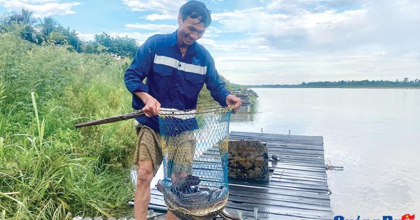 Nuôi cá chình lồng bè trên sông Trà Khúc ở Quảng Ngãi, con to thế này bán đắt cũng phải thôi 1 nca20230801095606 1695037967743 1695037968172688273327 26 0 550 1000 crop 16950381485781667710699