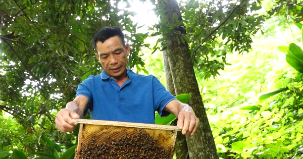 Nuôi ngựa đầy chuồng, nuôi ong đầy vườn, nông dân Lai Châu giàu có, ai đến xem thích 1 nong dan lai chau 3 1694462884607873404495 0 0 704 1346 crop 16944629056071702851172