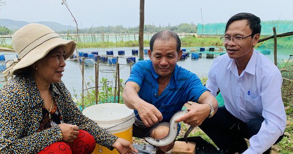 Loại cá chình bổ dưỡng nuôi ao đất, bắt lên to bự, ông nông dân Bình Định bán 500.000 đồng/kg 1 nuoi ca chinh 16941665040542288638 0 0 340 650 crop 16941666894691204282239