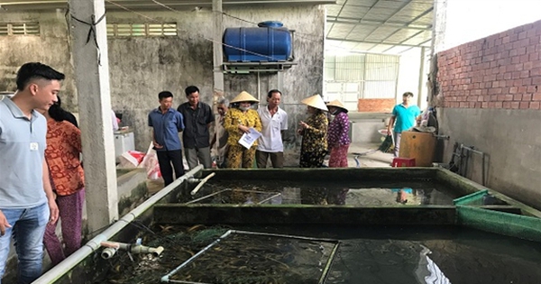 Nuôi lươn, con vật người Nhật, Hàn Quốc rất mê, ở Hậu Giang nhà nào nuôi đều khá giả hẳn lên 1 nuoi luon khong bun 16938291090461493229903 0 0 301 575 crop 1693829159582376287581
