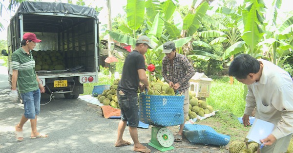 Cù lao ở Trà Vinh có thế đất lạ, ra tới nơi thấy trái cây chín quá trời, thơm nức mùi sầu riêng 1 still060800000 1692609346338 16926093464241517310438 43 0 1048 1920 crop 1692609661826830401926