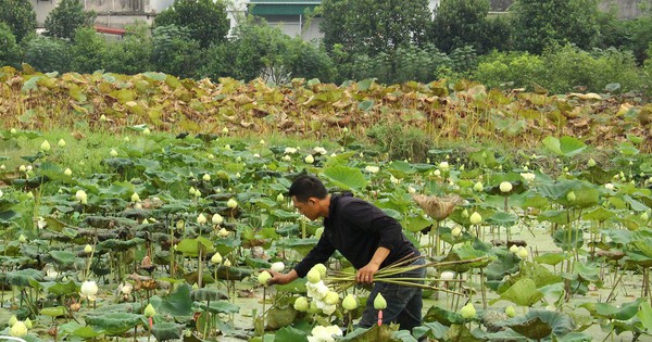 thai binh 1 16954724818292131000123 0 800 628 2000 crop 16954725141181589688165