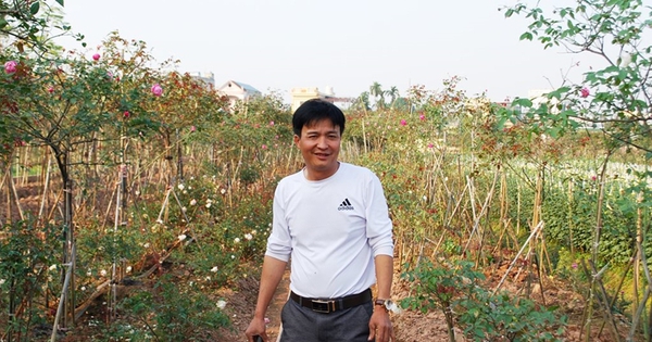 trong hoa hong co 1 16943523550911777108419 0 0 419 800 crop 16943525452441779412002