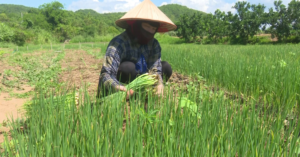 Nhổ hành lá bán làm rau gia vị, trồng nhanh được thu, cứ 1ha nông dân Bình Thuận có 300 triệu 1 vlcsnap 2023 08 23 16h23m35s962 1693905850128 16939058505731758369457 0 0 1005 1920 crop 1693906020985158739296