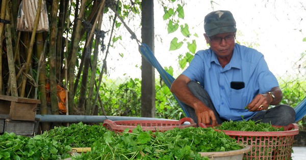 Trồng rau má đồng ăn ví như uống thuốc bổ, một nông dân Long An hễ cắt là thương lái "khuân" hết 1 1642023 39760dscf4653 1698251498688 16982514992231106647561 0 0 524 1000 crop 16982516654142111263917