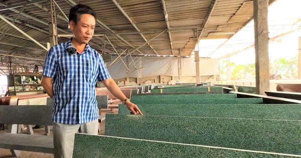 ghe da 11 16987233661672002008264 116 0 1163 2000 crop 16987250868551680988117