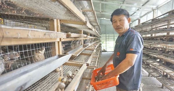 Nuôi chim cút be bé, mổ ăn cả ngày, đẻ nhặt mỏi tay, anh nông dân Quảng Nam phát tài 1 hinh 5 16970274113971965085085 0 0 1047 2000 crop 16970277057801415476263