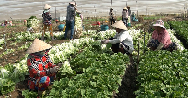 htx trong rau an toan tien giang 1 16979773250831485271352 0 0 340 650 crop 1697977594192143324293