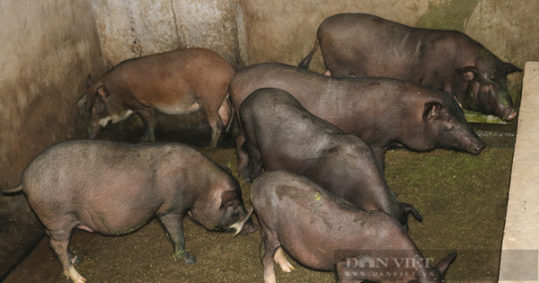 nuoi lon den ha giang 2 16986570488221669675685 24 0 430 650 crop 16986570942071265206862