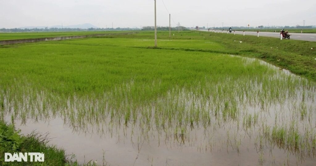 Vụ 3 tỷ đồng không mua nổi lô đất quê: Không cho địa phương đấu giá lại 1 anh 1 1645794692289 crop 1700730435457