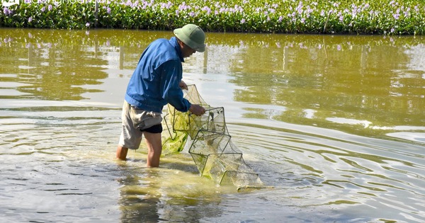 Nuôi cua đồng, chạch đồng trong cái ao bèo tây trổ bông không kịp cản, dân Nghệ An kiếm bộn tiền 1 bna ao can nuoi beo 1469jpg11zon 16992516793901998037445 109 0 1156 2000 crop 16992517222201754443925