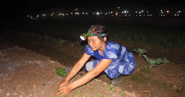 Cánh đồng hoa cúc Tết ở Nghệ An bất ngờ sáng lấp lánh đẹp như phim, nông dân đang làm gì? 1 hoa tet 1 16995868793111838578206 63 0 1110 2000 crop 16995878457661887923549