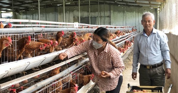 Nuôi gà đẻ sòn sòn, trứng la liệt, sao một chị nông dân Lâm Đồng ngủ đẫy giấc, chả lo bán trứng? 1 t3c ga20230921205042 1699460761309 16994607617061944461657 0 0 524 1000 crop 1699461048146697707285