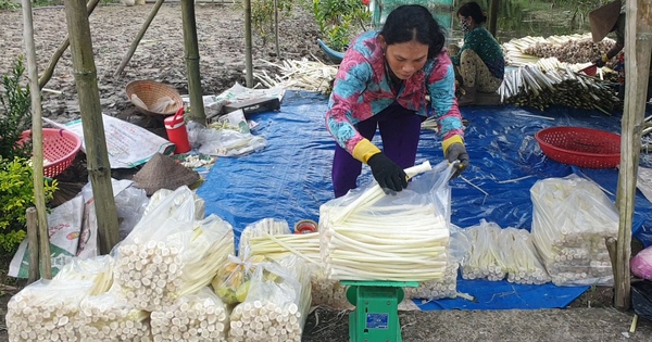 Chuyện Lạ Cà Mau, Biến Bồn Bồn-rau Dại Thành Rau đặc Sản, Người Lội ...