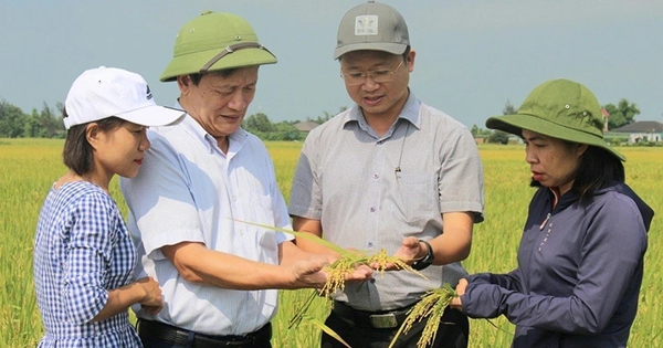 Trồng lúa theo hướng hữu cơ làm ra thứ gạo ngon lành, nông dân làm nhàn, tiền lời nhiều hơn hẳn 1 3111 7712jpg 17090974523081884689469 8 0 427 800 crop 1709097544650570634015