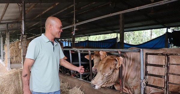 nuoi bo 3b bbb 17089276692601311165979 0 0 340 650 crop 1708927897428443109240