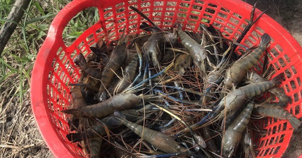 nuoi tom cang xanh trong ruong lua hau giang 17082400783161745527385 0 0 314 600 crop 17082401530541065260901