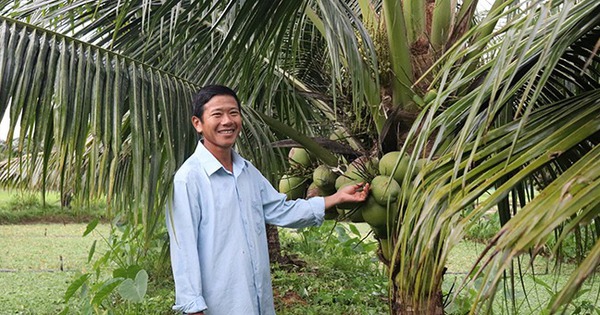 trong dua xiem nuoi oc buou den oc nhoi 1 17085364515811724687089 0 0 340 650 crop 17085365870761272547393