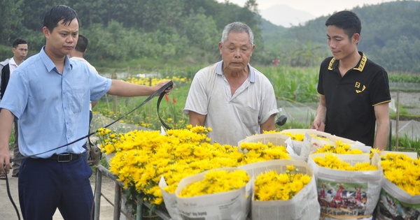 trong hoa cuc tren ruong lua trong hoa cuc tren dat lua hoi nong dan huyen dam ha quang ninh 2 1708879718509531874408 304 0 1644 2560 crop 17088806165001894348997
