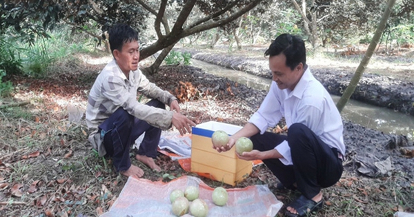 trong vu sua bo hong o hau giang 1708849032085859771183 41 0 342 575 crop 1708849055389755036766
