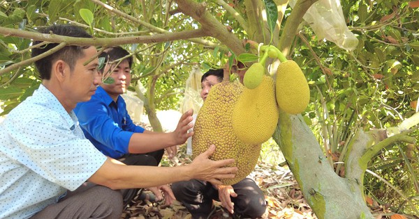 Trồng giống mít gì mà một nông dân Long An có thời điểm bán 100.000 đồng/kg vẫn đắt khách? 1 1420 20320 20202420nong20dan20tan20thanh20thu20loi20tu20trong20giong20mit20lai anh 4 1711733134684 1711733135059844115045 0 0 628 1200 crop 17117334463391395647216