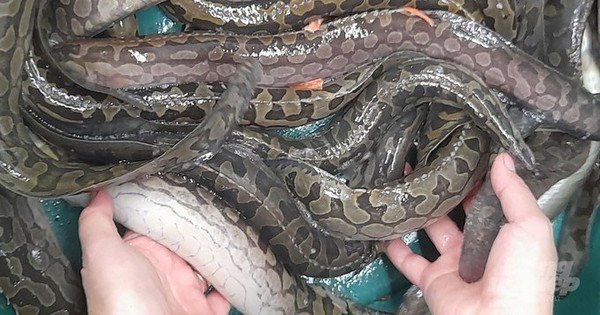Nuôi cá đặc sản ví như nhân sâm nước ở Trà Vinh, ông nông dân bán 200.000 đồng/kg 1 3703617408204624267496544656007685262693751n 1711593779701778597804 154 0 510 680 crop 17115938775981286949671