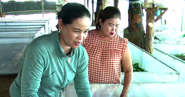 Nuôi con đặc sản "đoản thọ" ham nhai lá mì, giàu đạm ngang ngửa thịt bò, chị nông dân Tây Ninh khá giả 1 4 nuoi de thuong pham 1711673462473411189111 0 0 718 1372 crop 17116735350451513648037