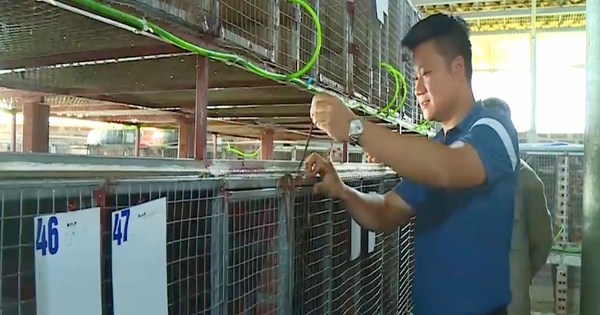 Anh nông dân Hà Tĩnh nuôi con “tỏa mùi thơm”, bán giá cao tới 12 triệu/cặp mà cung vẫn không đủ cầu 1 52 17108216943652094296889 128 0 882 1440 crop 17108291448602055889180