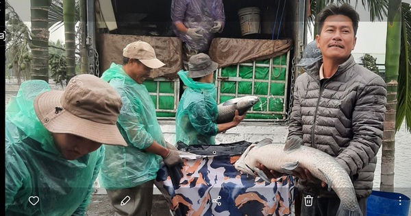 Nuôi cá trắm đen bơi lừ lừ dưới đầm sâu, mỗi năm thu hàng trăm tấn, anh nông dân Hải Phòng lãi cả tỉ đồng 1 ca tram den 1710800189515749656240 0 0 940 1795 crop 17108001973131980297216