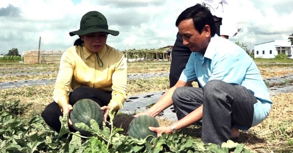 canh dong mau 1710682734017784264465 0 33 562 932 crop 1710682759303413731099