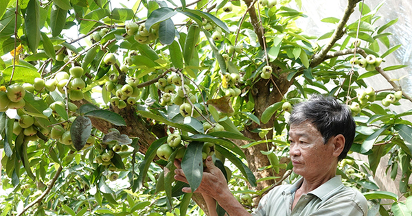 man xanh 17105897580371140187596 0 0 437 700 crop 17105897661921021189993