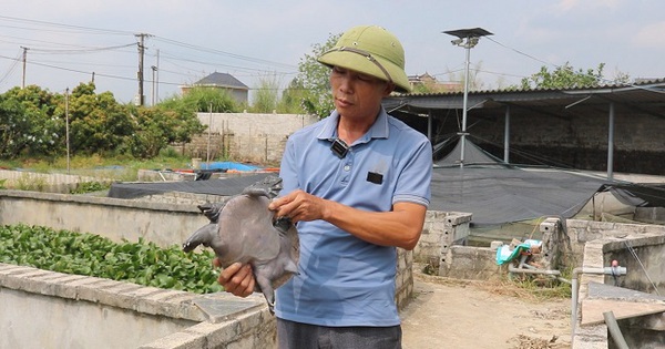 mo hinh nuoi ba ba gai o huyen luc ngan tinh bac giang 17092929482001119329120 0 0 340 650 crop 17092931621541646754800