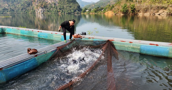 nuoi ca dac san 4 1711078759905320500277 79 0 1126 2000 crop 1711078770866269856819