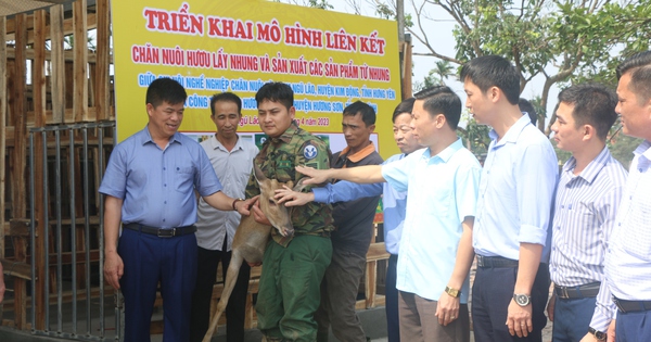 Nuôi con thú vốn xưa là động vật hoang dã, một chi hội nông dân ở Hưng Yên nhà nào cũng có thêm tiền 1 nuoi huou lay nhung 1709539924906181944692 243 0 1583 2560 crop 17095403508311439351314