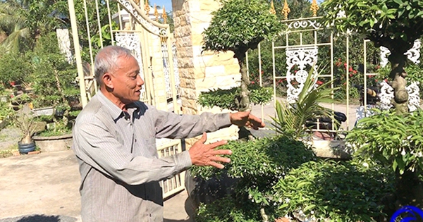 trong mai chieu thuy cay mai nu tien giang 1711327462255359571888 0 27 289 579 crop 17113275849572108056490