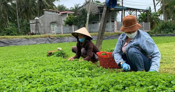 trong rau ma hoang dai o binh dinh 1711105799391617802351 0 0 459 876 crop 1711105977597206705275