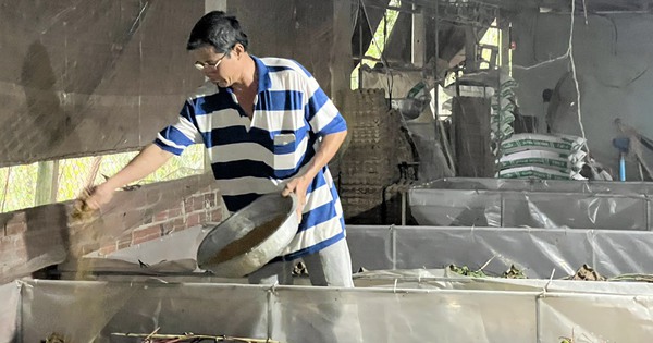 Nuôi con động vật chết sớm, nghe gáy râm ran là sắp đẻ, anh nông dân Tây Ninh tự trả lương 70 triệu/tháng 1 021 1713839074567 1713839075041127485858 282 0 950 1276 crop 17138394287901088601008