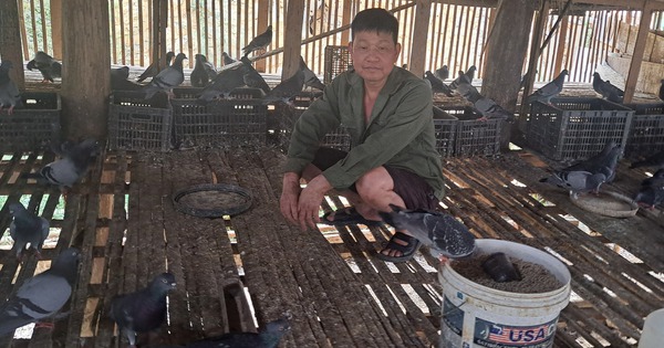 Làm giàu khác người ở Sơn La, nuôi loại chim đẻ sòn sòn trên nhà sàn mà phát tài thấy rõ 1 20240412162737 1713957040066974223680 0 357 2084 3691 crop 17139570565821737740415