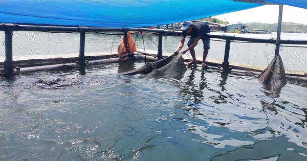 Ở một hồ nước ngọt nhân tạo của Kon Tum đang nuôi thành công một loài cá quý là động vật trong sách Đỏ 1 5n20vc483n20trie1bb81u20kie1bb83m20tra20cc3a120hc3b420nuc3b4i20trong20le1bb93ng20bc3a8 1711891610684 1711891611231525829909 0 0 1047 2000 crop 17118919450791863276179