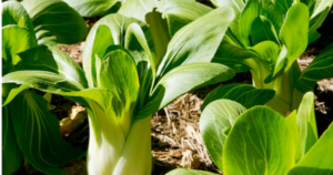 avatar1713774766451 1713774766798818564155