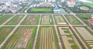 dat vang bo hoang 5 crop 1712826524766