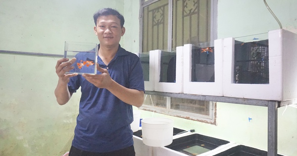 Nuôi cá cảnh “nhà nghèo”, ai ngờ 9X Đà Nẵng tự nhận lương hàng chục triệu/tháng 1 hinh 1 1713927018288700598402 188 0 1528 2560 crop 17139279088101189884495