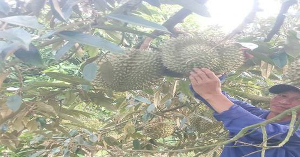 Đây là cây trồng mới giúp một hội viên nông dân tỉnh Sóc Trăng có thu nhập cao hơn hẳn 1 image0041 1713869511441 1713869511539741006783 0 0 291 556 crop 17138701954481710995415