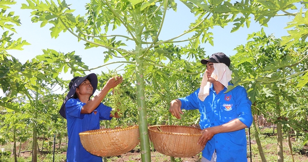 Xưa nay trồng loại cây này để lấy quả ngon, anh nông dân Bà Rịa-Vũng Tàu lại vặt lấy hoa mà vẫn thu 150 triệu 1 images1940841hoaucanhnguynthanhtngbntrithuhi2ttrongtun 1713262860788 1713262861524415610034 123 0 688 1080 crop 17132629780961337218264