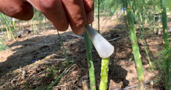 mang tay xanh ninh thuan 3 17141485885611694773648 41 0 371 630 crop 17141487169121601978598