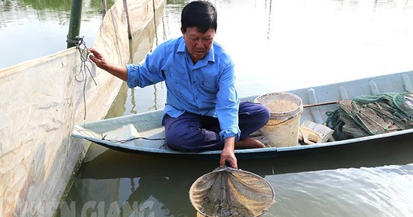 nuoi ca chinh tien ty thanh ong o kien giang 17124205252531445216145 39 0 405 700 crop 1712420653705740179033