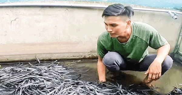 Nuôi con động vật to bự ở hồ xi măng, hễ mà đẻ là đẻ rõ lắm, anh nông dân Tiền Giang giàu to 1 nuoi ran ri voi o tien giang 1714408863306252190200 0 0 366 700 crop 17144089888561948735343